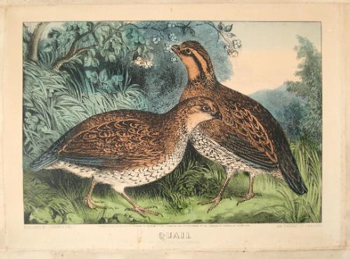 Quail or Virginia Patridge