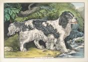 The Spaniel