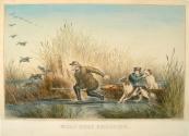 Wild Duck Shooting