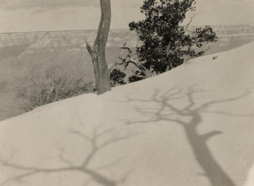 Snowy landscape with tree shadows, Grand Canyon