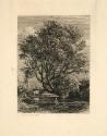 The Willow