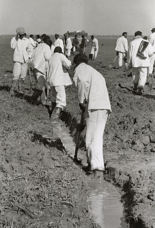Prisoners working in the Cummins Unit or farm area of the Arkansas State Penitentiary in 1968. The scandal of this Arkansas historical penitentiary inspired the making of the 1980 movie Brubaker, Cummins, Arkansas