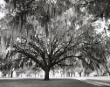 Tree with Spanish moss, Florida