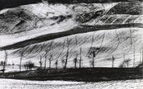 Landscape (trees in snow)