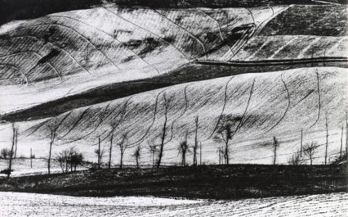 Landscape (trees in snow)