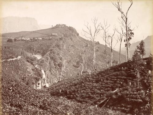 Charles T. Scowen