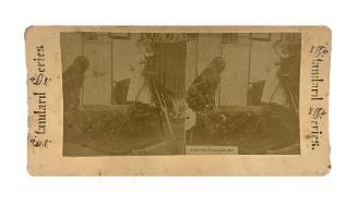 The Standard Series of New York