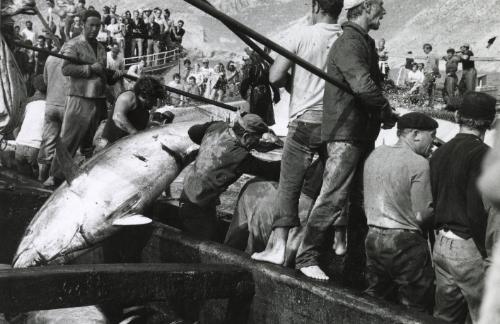Tuna fishing with tourists in background, Egadi Islands, Sicily, Italy