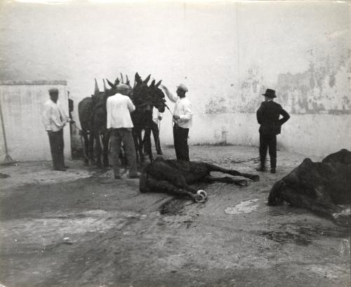 Untitled (Horses), Central America