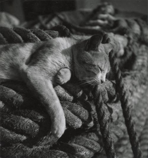 Untitled (Cat), Europe