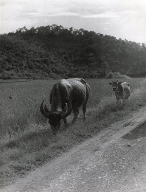 Untitled (Cows), Europe