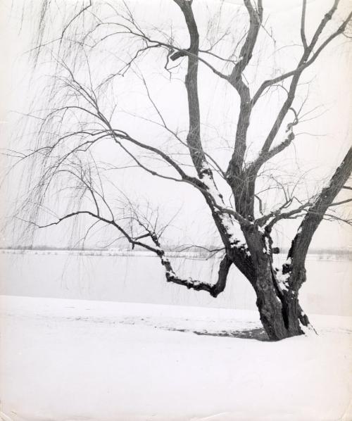 Untitled (Snowy tree)