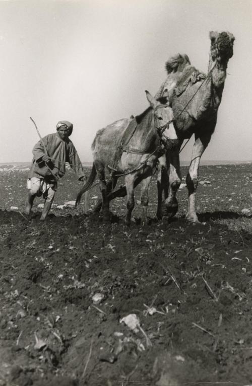 Peasant ploughing a field with dromedary and mule and draught animals, Morocco