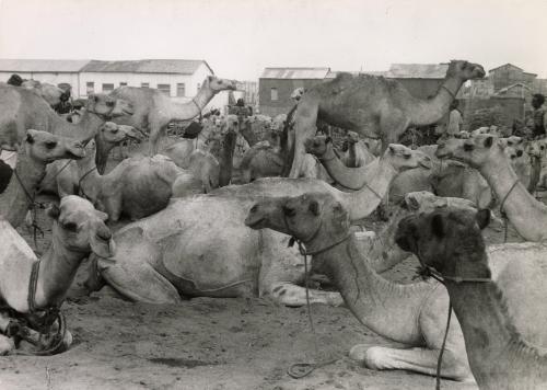 Camel market, Djibouti, Africa