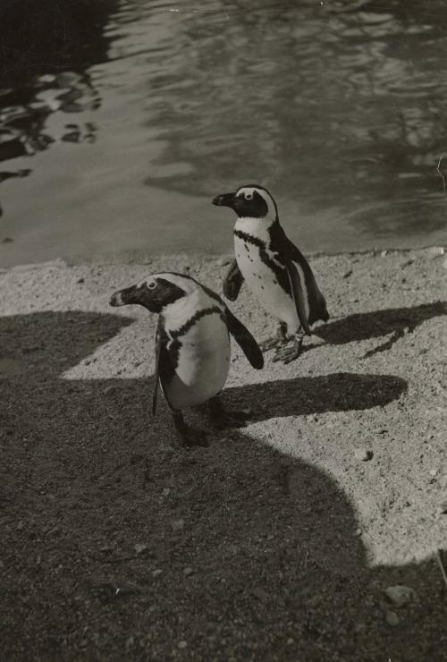 Animal Types at the Vincennes Zoo in Paris: These penguins used to live at the South Pole. They are good companions and like plenty of company and can swim like fish. They can shoot out of the water in parabolic flight because of the terrific speed they get from their paddle-like fins.