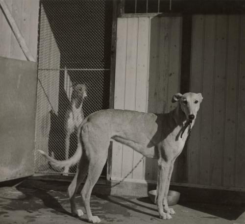 Paris Takes to Dog-Racing: Another Whippet Beauty: The dogs are fed separately because of their tendency to get into fights with each other over food.