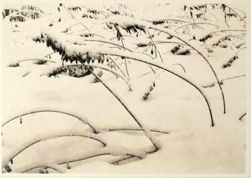 Untitled from the "Root Glen and Kirkland Glen" series