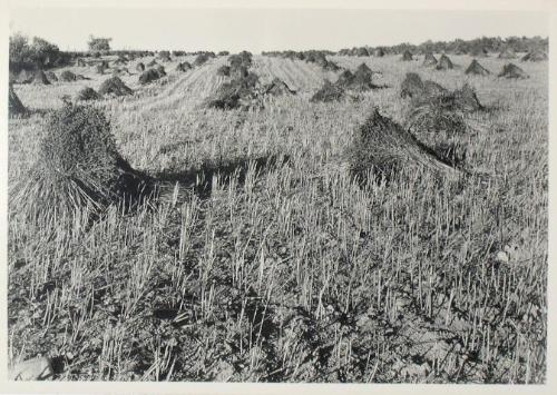 Untitled from the "Fields" series