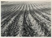Untitled from the "Fields" series