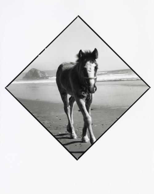 Morro Rock (horse)