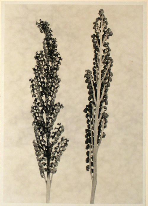 Untitled from the "Plant Forms" series (Onoclea sensibilis [sensitive fern] sporangial fronds)