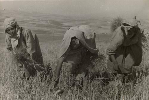 Berber homesteaders, region of Beja, Tunisia