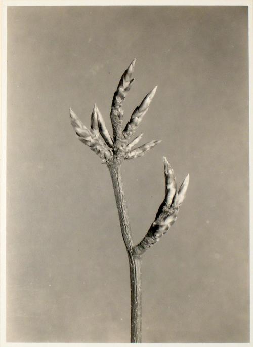 Untitled from the "Plant Forms" series (Beech)