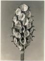 Untitled from the "Plant Forms" series (Magnolia tripetela)