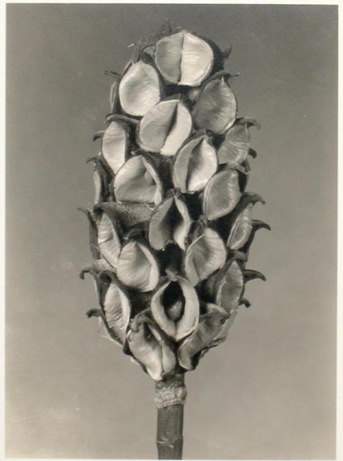 Untitled from the "Plant Forms" series (Magnolia tripetela)