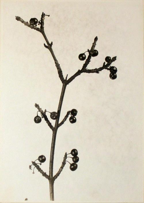 Untitled from the "Plant Forms" series  [berried twig]