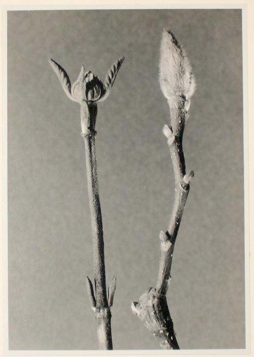 Untitled from the "Plant Forms" series (Viburnum / magnolia)