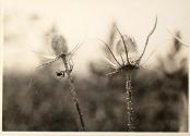 Untitled from the "Plant Forms" series (Thistle)