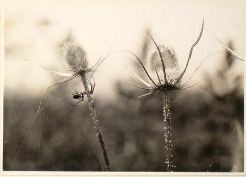 Untitled from the "Plant Forms" series (Thistle)