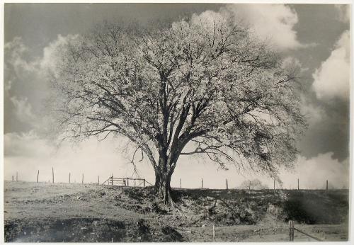Untitled (Tree) (possibly from the "Clinton Scenes" series)