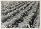 Untitled from the "Fields" series