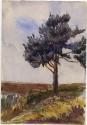 Study of a Fir Tree, Crookham